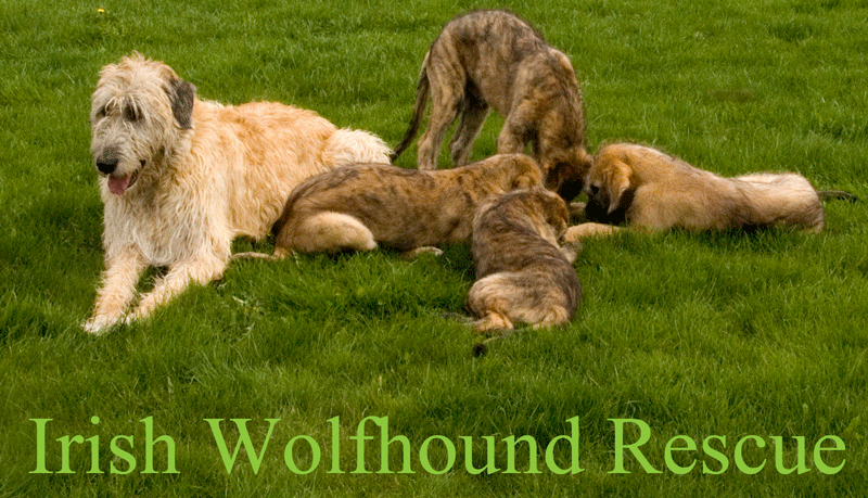 Wolfhounds best sale for adoption